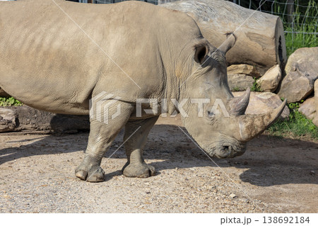 Photograph of a Rhinoceros walking in a field while looking for food 138692184