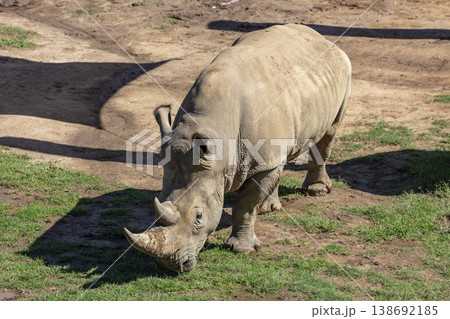 Photograph of a Rhinoceros walking in a field while looking for food 138692185