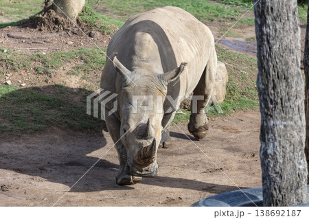 Photograph of a Rhinoceros walking in a field while looking for food Photograph of a Rhinoceros walking in a field while looking for food 138692187