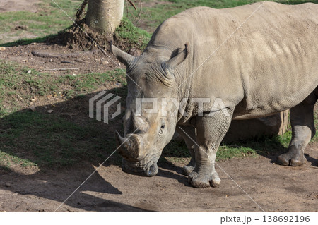 Photograph of a Rhinoceros walking in a field while looking for food 138692196
