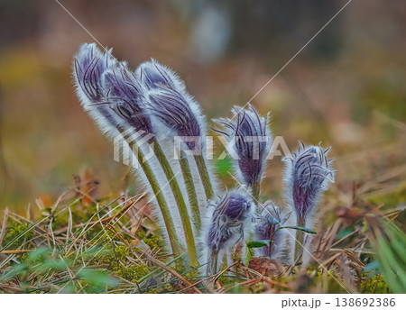 Wild Pasque flowers blooming in the field Wild Pasque flowers blooming in the field 138692386