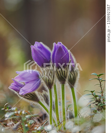 Wild Pasque flowers blooming in the field 138692387