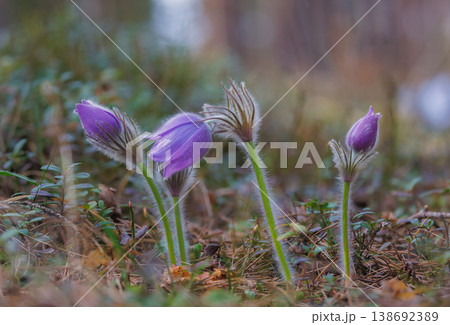 Wild Pasque flowers blooming in the field 138692389