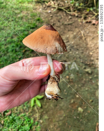 Close-up of a Volvariella volvacea mushroom held by a hand 138692395
