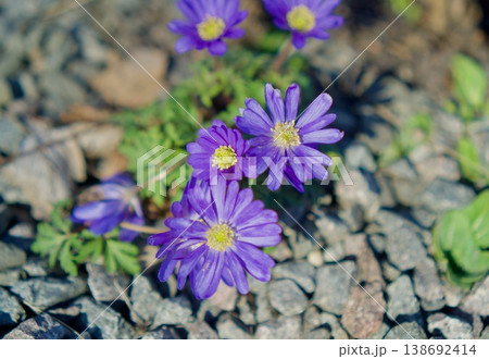 purple Anemone blanda flowers (Grecian windflower) blooming among grey stones in a spring garden. 138692414