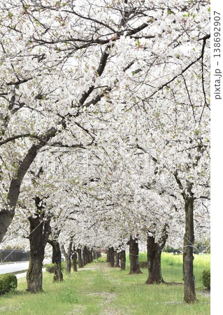 満開の桜のある風景 満開の桜のある風景 138692907