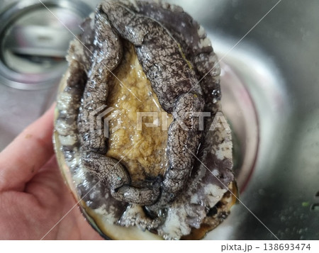 high quality fresh raw abalone 138693474