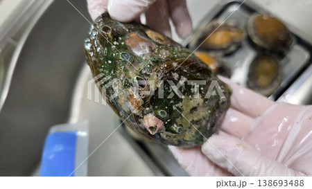 high quality fresh raw abalone 138693488