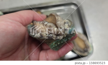 high quality fresh raw abalone high quality fresh raw abalone 138693523