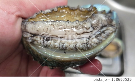 high quality fresh raw abalone 138693529