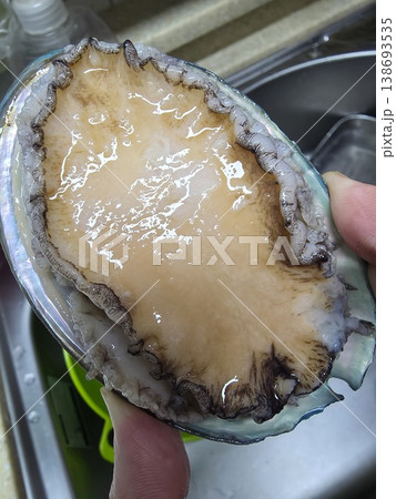 high quality fresh raw abalone high quality fresh raw abalone 138693535