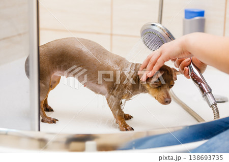 Woman showering her dog 138693735