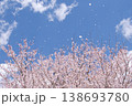 青空に桜吹雪が舞う春の公園 138693780