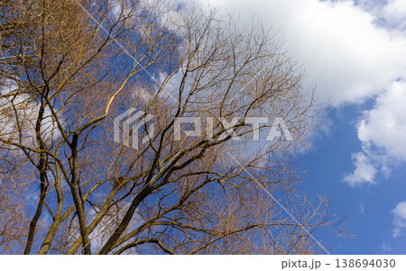 Bare tree branches against a cloudy sky in sunny weather Bare tree branches against a cloudy sky in sunny weather 138694030