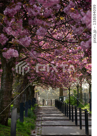 Pink cherry blossom trees forming canopy over pedestrian path with fence and sunlight in spring park. Spring flowers, cherry blossom alley, pedestrian walkway, seasonal background, urban park 138694099