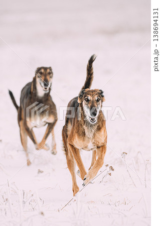 Two Hunting Sighthound Hortaya Borzaya Dogs During Hare-hunting At Winter Day In Snowy Field 138694131