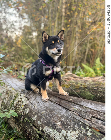 A black Shiba Inu dog sits on an old log in an autumn forest landscape. 138694258