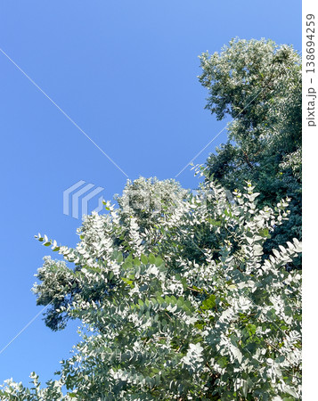 Low Angle View of Lush Silver-Green Eucalyptus Tree Branches and Foliage Reaching Towards Low Angle View of Lush Silver-Green Eucalyptus Tree Branches and Foliage Reaching Towards 138694259