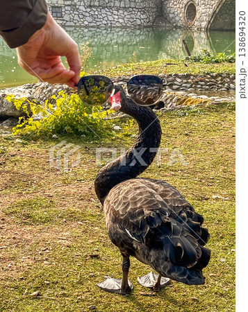 Black swans at lake and bridge in Etno Selo Stanisici, Bosnia and Herzegovina 138694320