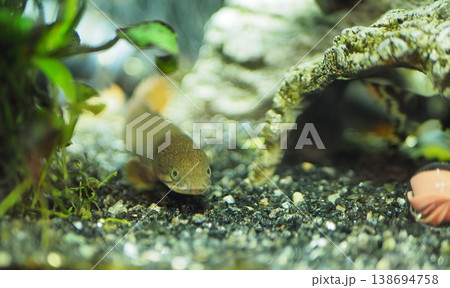 水槽に佇む古代魚ポリプテルス 138694758