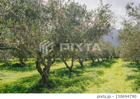 Blooming yellow flowers carpet the ground beneath silver olive trees in winter. Misty mountains and lush grass create a scenic Mediterranean landscape with copy space Blooming yellow flowers carpet the ground beneath silver olive trees in winter. Misty mountains and lush grass create a scenic Mediterranean landscape with copy space 138694790