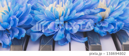 Dyed blue chrysanthemum flowers on piano keys, close up of vibrant colored bouquet on musical instrument keyboard, creative art and harmony concept 138694802