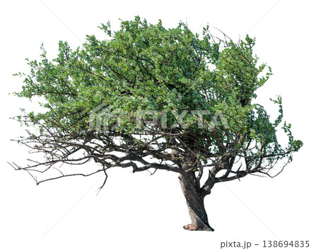Wild pear tree with dense green crown and curved trunk, spreading branches, natural foliage texture Wild pear tree with dense green crown and curved trunk, spreading branches, natural foliage texture 138694835