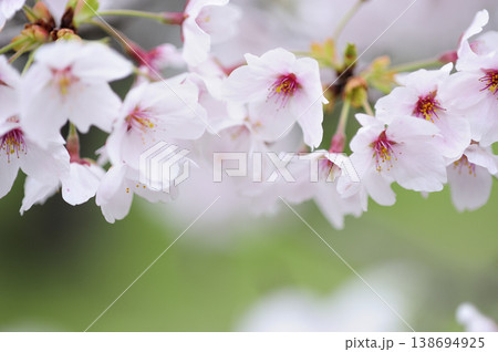 いつか見た桜 138694925