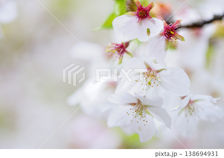 いつか見た桜 138694931