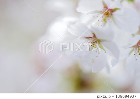 いつか見た桜 いつか見た桜 138694937