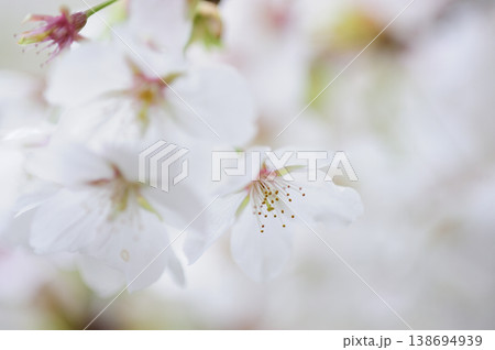 いつか見た桜 いつか見た桜 138694939