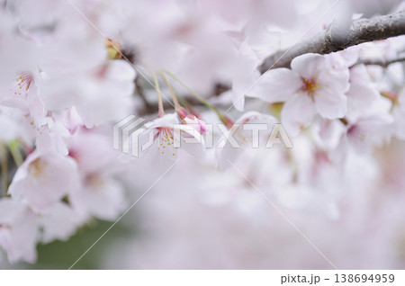 いつか見た桜 いつか見た桜 138694959