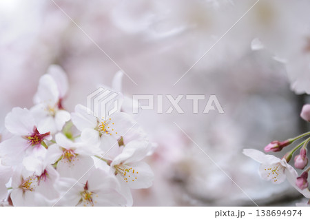 いつか見た桜 いつか見た桜 138694974