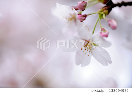 いつか見た桜 138694983
