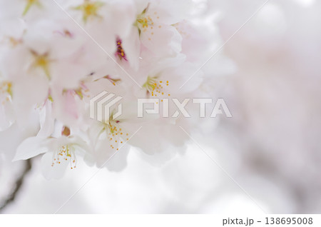 いつか見た桜 いつか見た桜 138695008