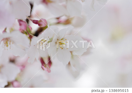 いつか見た桜 いつか見た桜 138695015