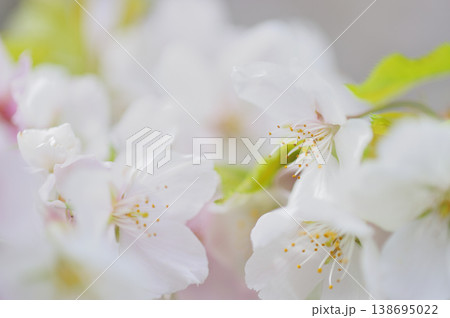 いつか見た桜 いつか見た桜 138695022