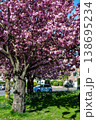 Cherry blossom tree with pink flowers in urban park during spring 138695234