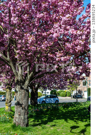 Cherry blossom tree with pink flowers in urban park during spring 138695234