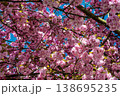 Pink cherry blossom canopy against blue spring sky 138695235