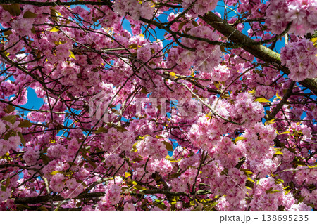 Pink cherry blossom canopy against blue spring sky 138695235