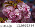 Pink cherry blossom flowers cluster in spring bloom 138695236