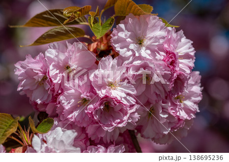 Pink cherry blossom flowers cluster in spring bloom 138695236