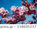 Pink cherry blossom branch against blue spring sky 138695237