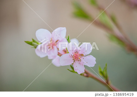 Two pink peach tree flowers on a blurred natural background. Two pink peach tree flowers on a blurred natural background. 138695419
