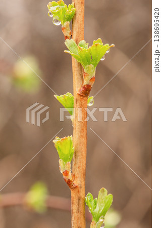 New leaves on the plant. Young gooseberry leaves after rain in spring on a blurred background. 138695420