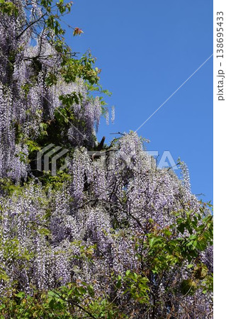 フジの花 138695433