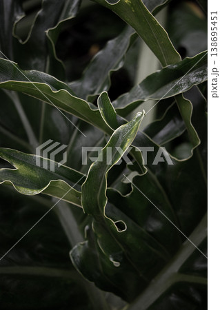 Dark green tropical leaves background lush foliage natural texture jungle plant botanical backdrop moody aesthetic Dark green tropical leaves background lush foliage natural texture jungle plant botanical backdrop moody aesthetic 138695451