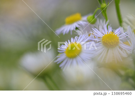 初夏の道端に咲く白いヒメジョオンの花 初夏の道端に咲く白いヒメジョオンの花 138695460