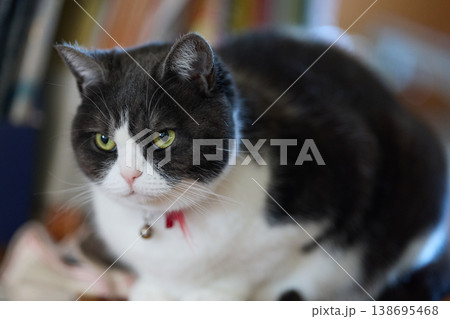 室内の猫 138695468